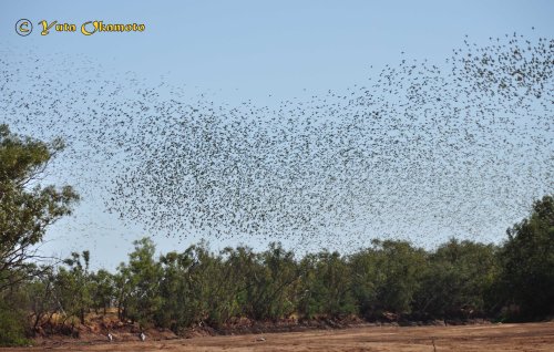 オーストラリアで撮影した野生のセキセイインコの群れ