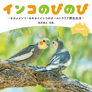 オーストラリアに暮らす 野生のオカメインコ セキセイインコの写真集 インコのびのびの紹介 野生インコ写真家 岡本勇太 Parrotglaph