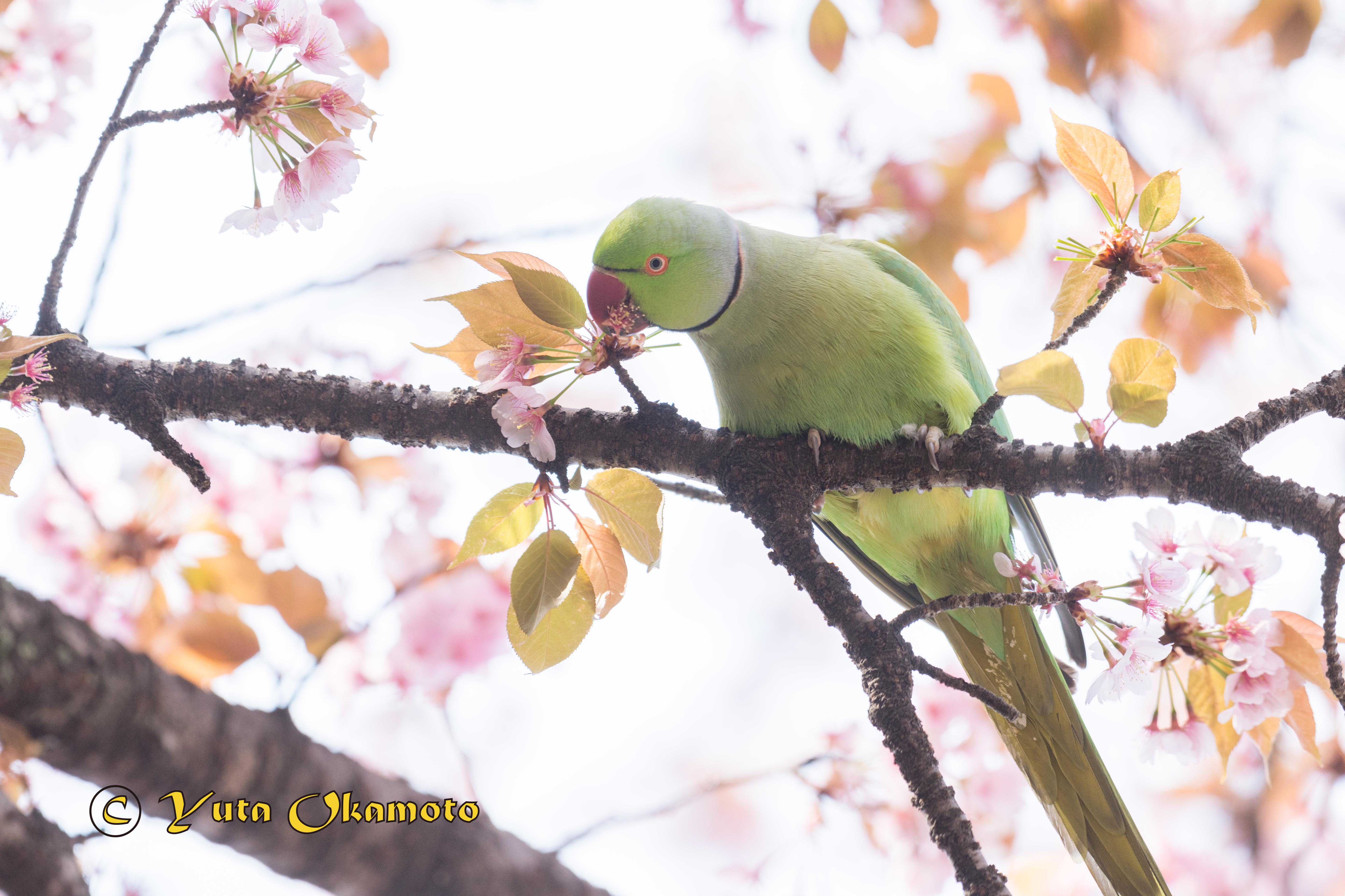 野生化しているワカケホンセイインコについて 野生インコ写真家 岡本勇太 Parrotglaph