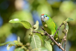 野生のインコdvd Kingdom Of Parrot について 野生インコ写真家 岡本勇太 Parrotglaph