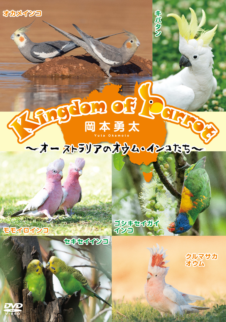 野生のインコDVD「Kingdom of Parrot」について | 野生インコ写真家・岡本勇太〜Parrotglaph〜